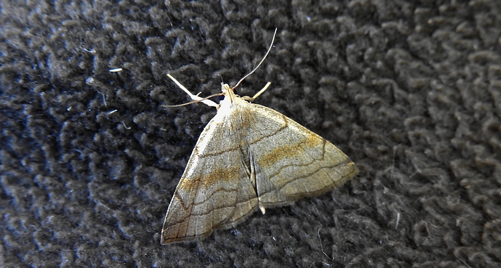 Herminia tarsicrinalis