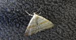 Herminia tarsicrinalis