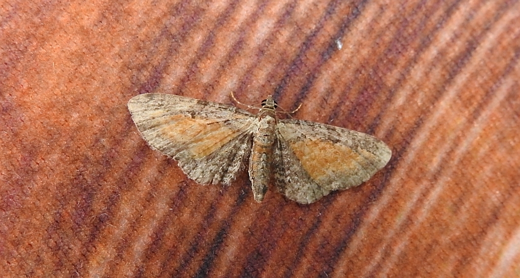 Grotnik wrotyczak (Eupithecia icterata)