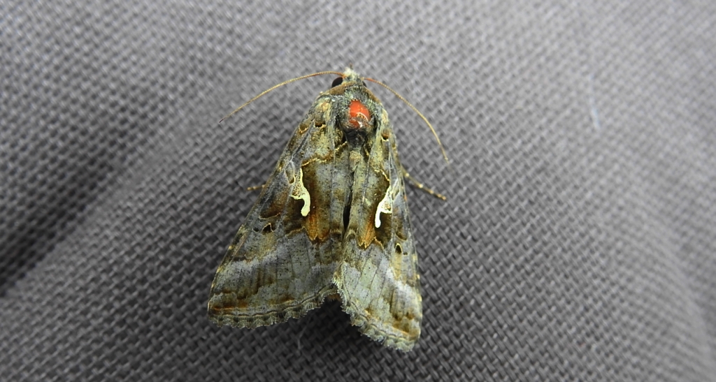 Błyszczka jarzynówka (Autographa gamma)