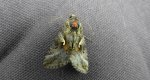 Błyszczka jarzynówka (Autographa gamma)