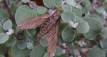 Zawisak borowiec (Sphinx pinastri)