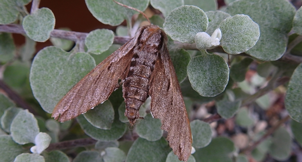 Zawisak borowiec (Sphinx pinastri)