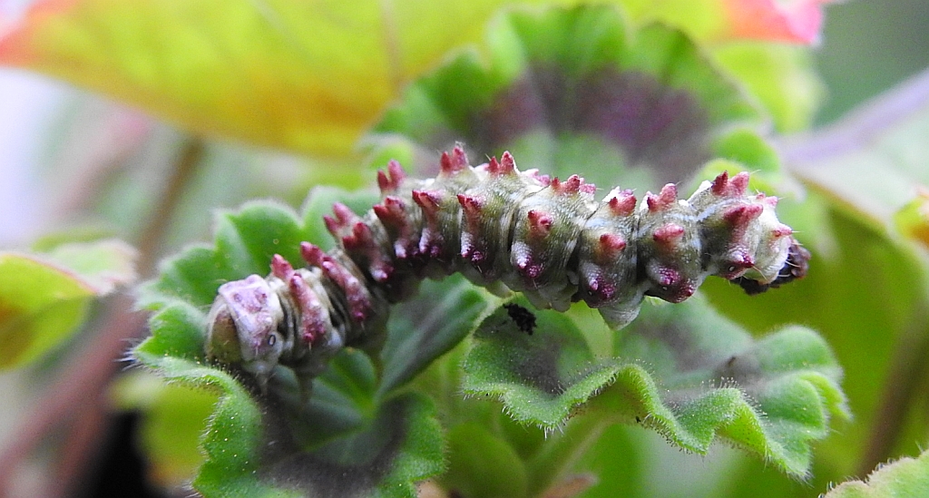 Kapturnica byliczanka (Cucullia artemisiae)