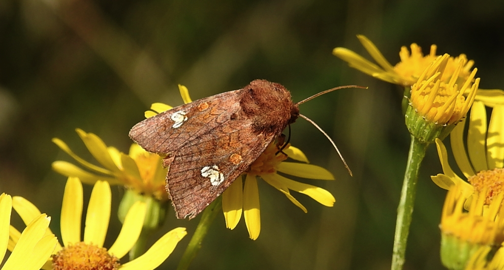 Amphipoea fucosa