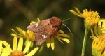 Amphipoea fucosa