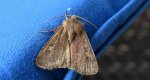 Rolnica znakówka (Xestia xanthographa)