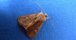 Rolnica znakówka (Xestia xanthographa)