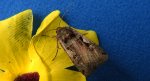 Rolnica panewka (Xestia c-nigrum)