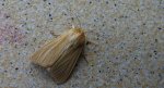 Mokradlica (Mythimna pallens)