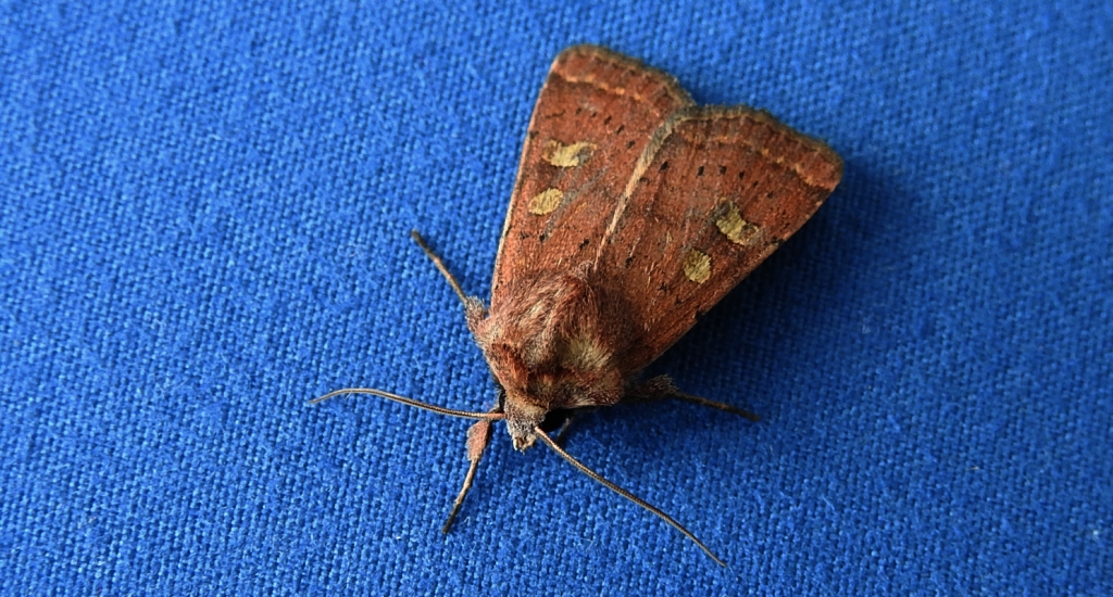 Rolnica znakówka (Xestia xanthographa)