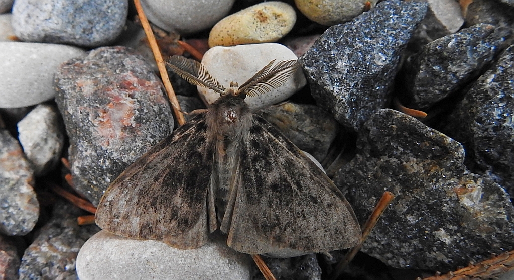 Brudnica mniszka (Lymantria monacha)