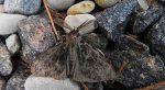 Brudnica mniszka (Lymantria monacha)