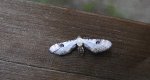 Grotnik chabrowiak (Eupithecia centaureata)