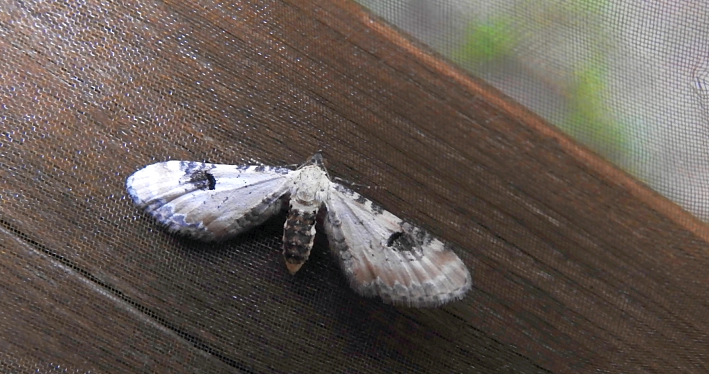 Grotnik chabrowiak (Eupithecia centaureata)
