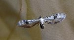Grotnik chabrowiak (Eupithecia centaureata)