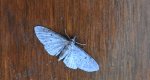 Grotnik kloniak (Eupithecia inturbata)