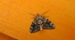Paśnik przekrasek (Thera variata)