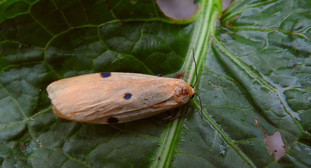 Powrózka dwuplamka (Lithosia quadra)