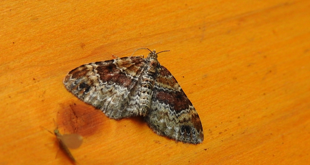 Paśnik cisawiak (Xanthorhoe spadicearia)