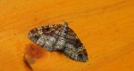 Paśnik cisawiak (Xanthorhoe spadicearia)