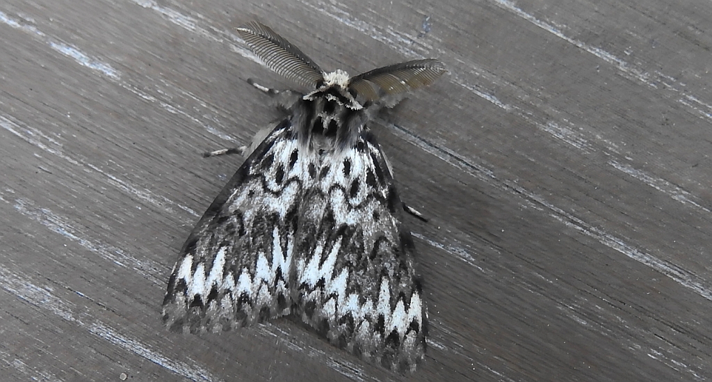 Brudnica mniszka (Lymantria monacha)