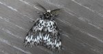 Brudnica mniszka (Lymantria monacha)