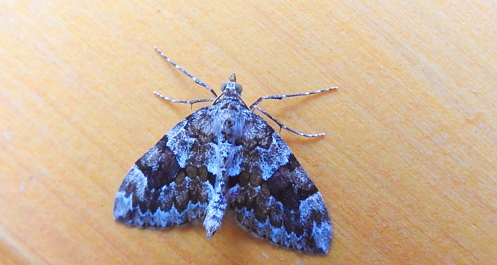 Paśnik przekrasek (Thera variata)