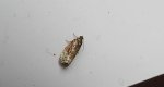 Apotomis capreana