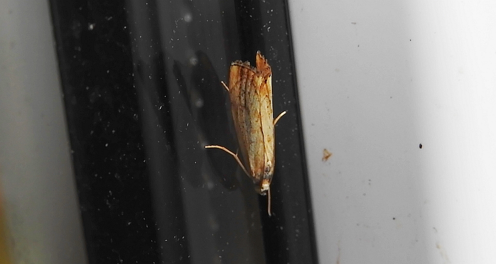 Catoptria falsella