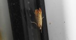 Catoptria falsella