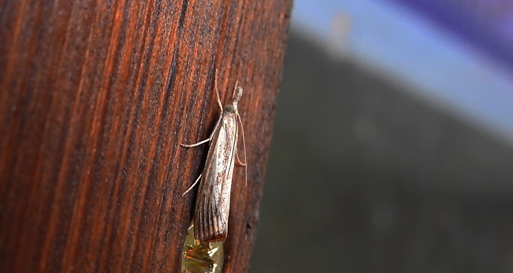 Crambus perlella