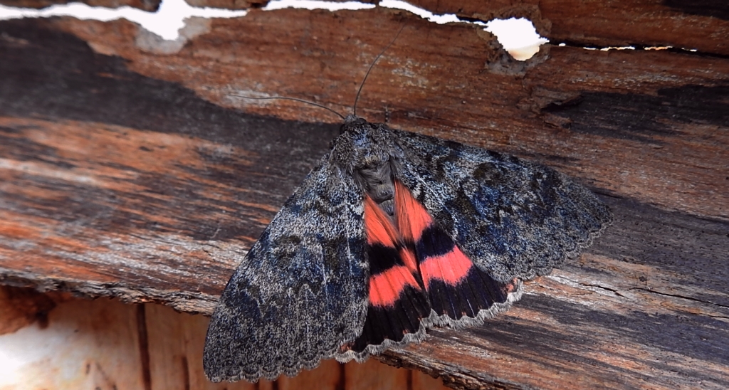 Wstęgówka wydana (Catocala elocata)