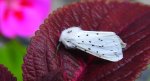 Szewnica miętówka (Spilosoma lubricipeda)
