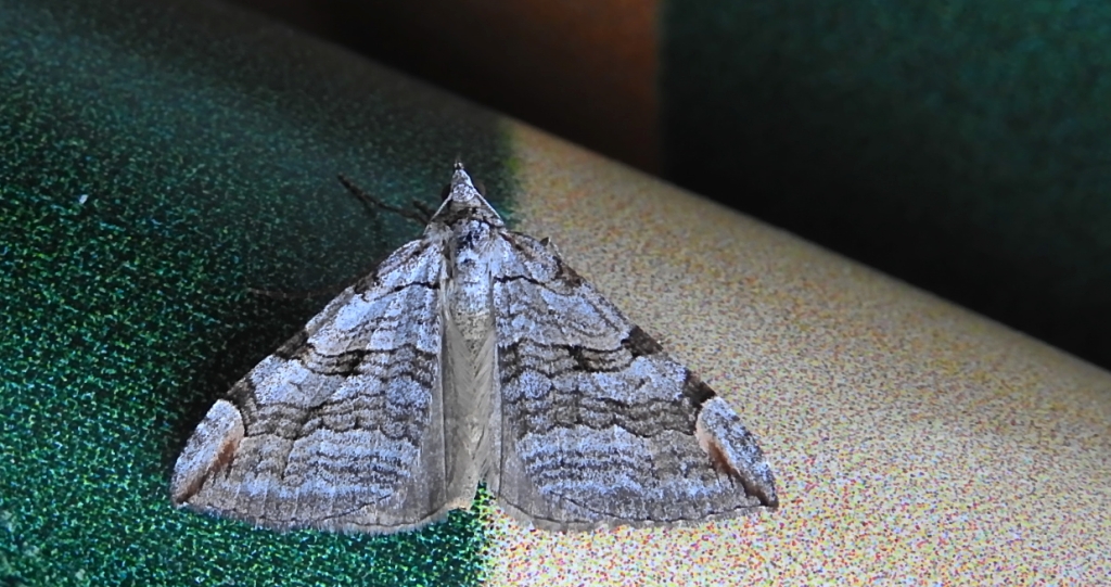 Niekrocz dziurawczak (Aplocera plagiata)