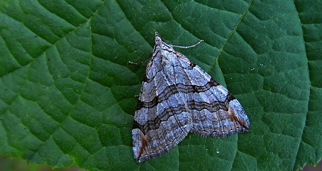Niekrocz dziurawczak (Aplocera plagiata)