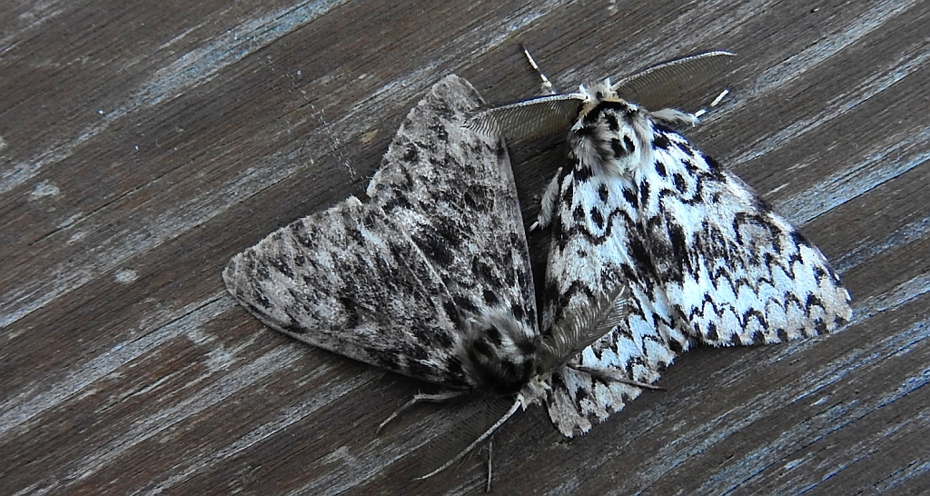 Brudnica mniszka (Lymantria monacha)
