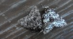 Brudnica mniszka (Lymantria monacha)