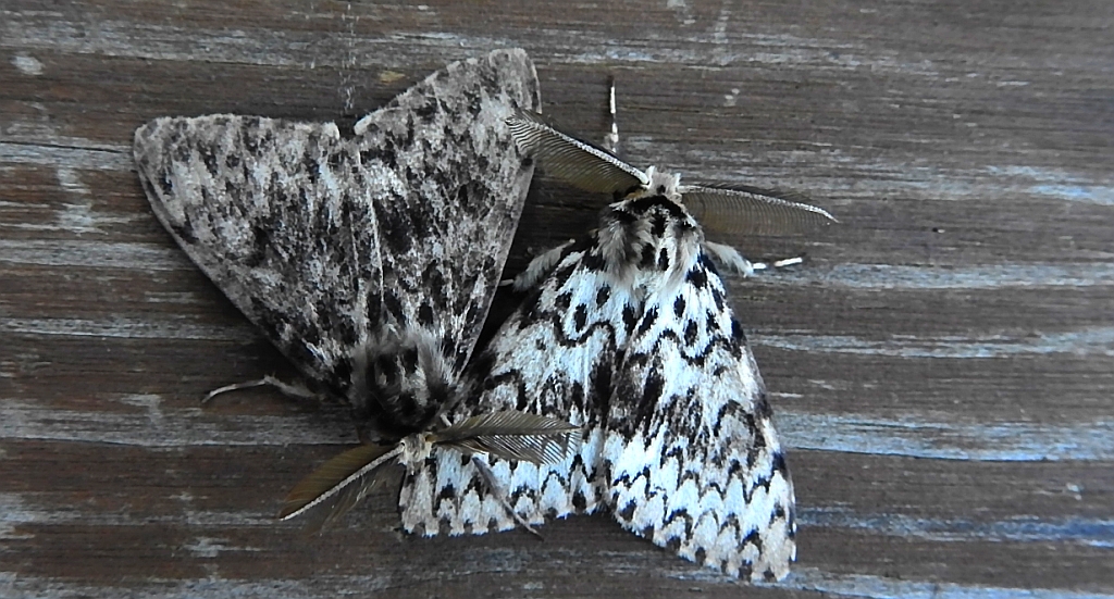 Brudnica mniszka (Lymantria monacha)