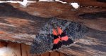 Wstęgówka wydana (Catocala elocata)