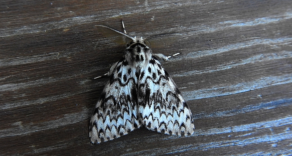 Brudnica mniszka (Lymantria monacha)