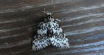 Brudnica mniszka (Lymantria monacha)