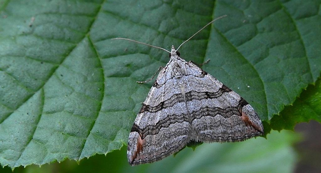 Niekrocz dziurawczak (Aplocera plagiata)