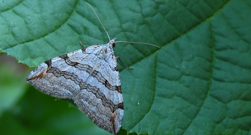 Niekrocz dziurawczak (Aplocera plagiata)