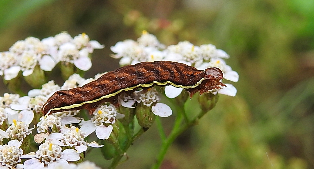 Pióropuszowiec powabny (Actinotia polyodon)