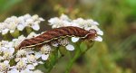 Pióropuszowiec powabny (Actinotia polyodon)