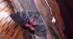 Wstęgówka wydana (Catocala elocata)