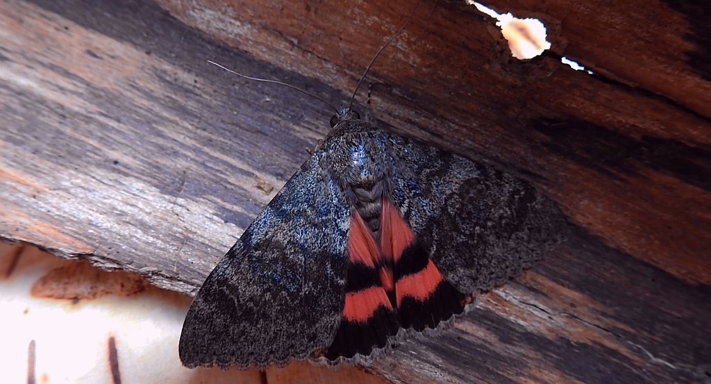 Wstęgówka wydana (Catocala elocata)