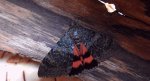 Wstęgówka wydana (Catocala elocata)