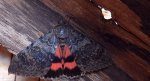 Wstęgówka wydana (Catocala elocata)